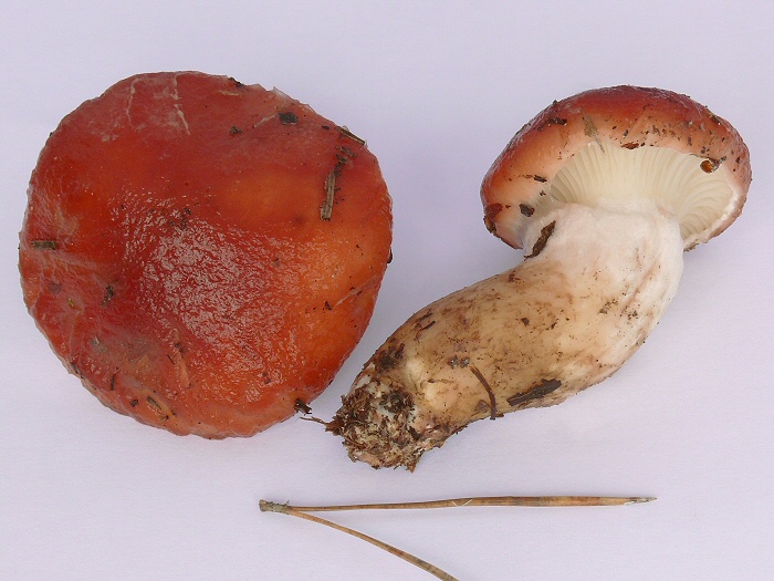 Gomphidius Roseus 03